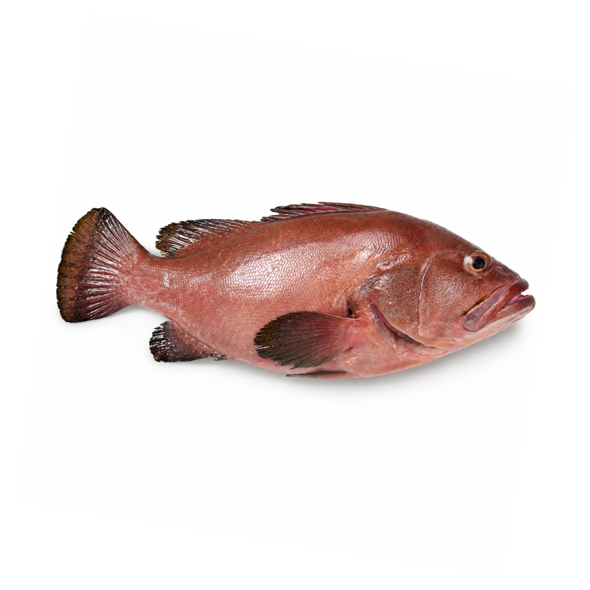 Baqueta Entera