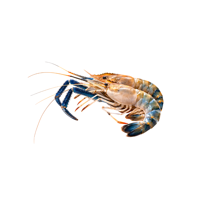 Langostino 2-4