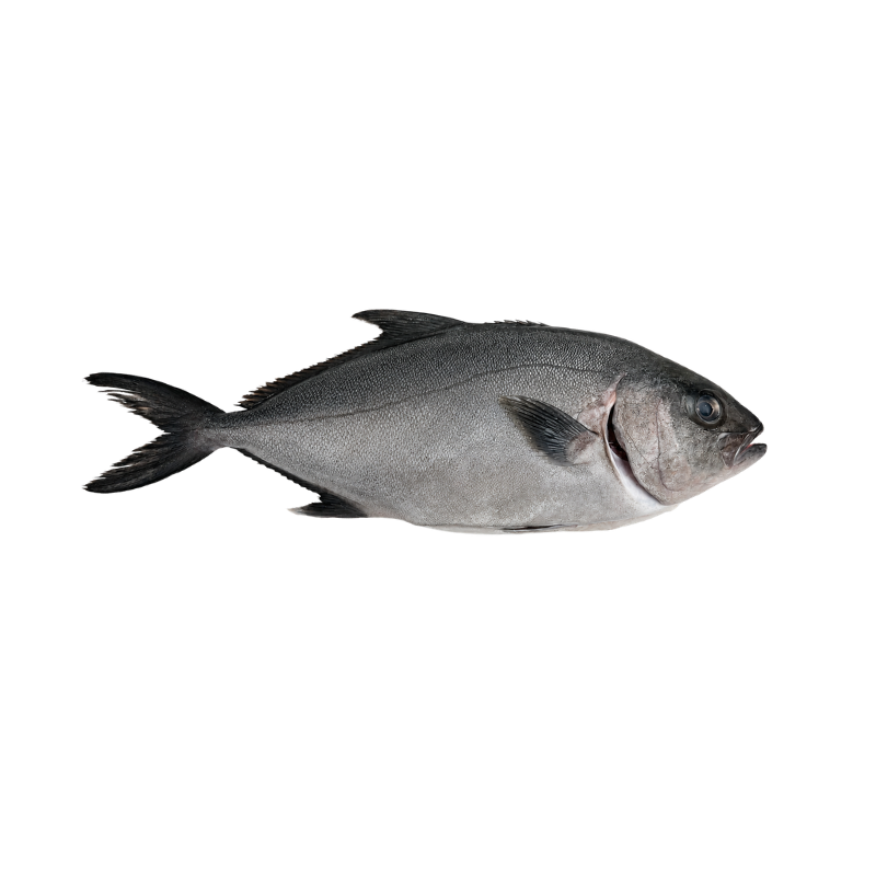 Kampachi