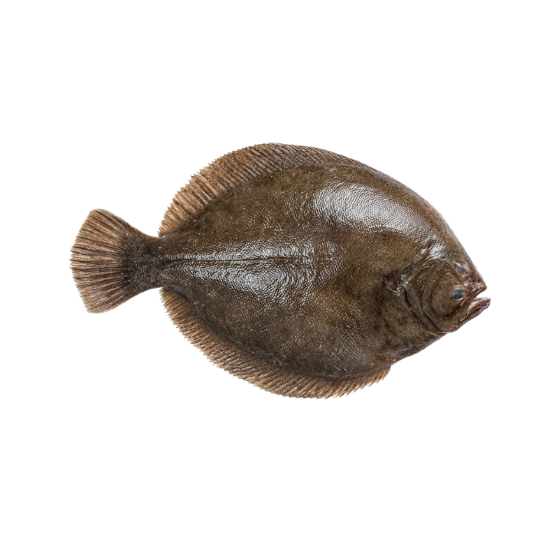 Lenguado