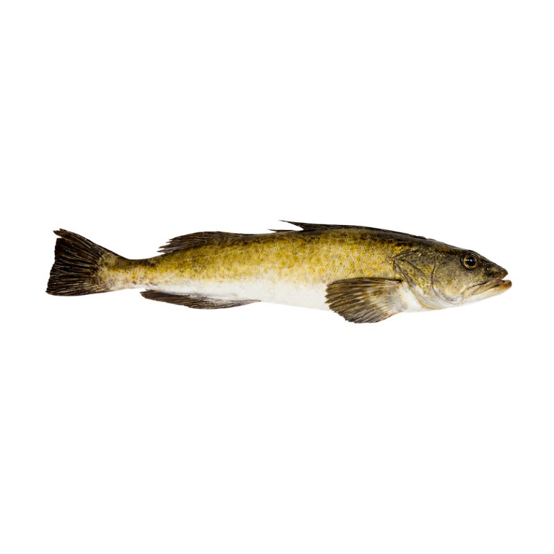 Lingcod