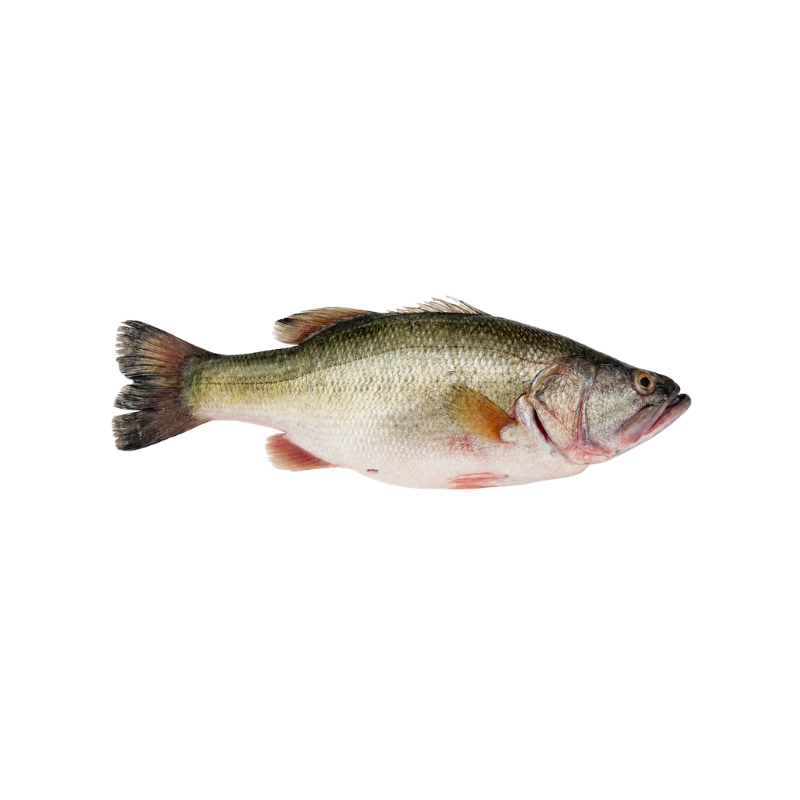 Lobina Agua Dulce
