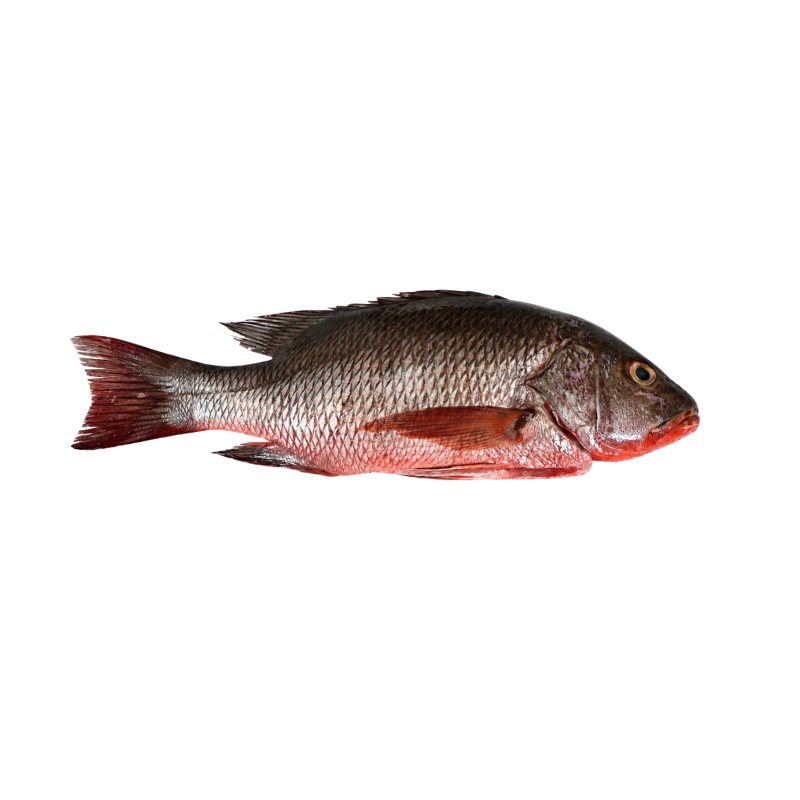 Pargo Raicero