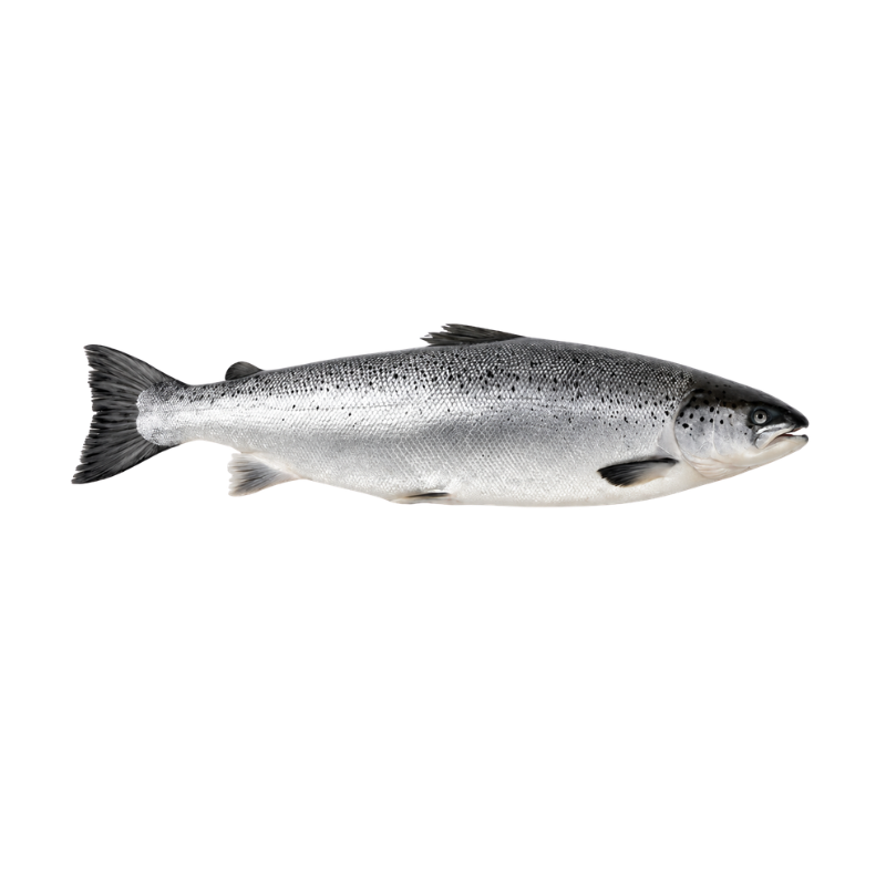 Salmón Canadiense