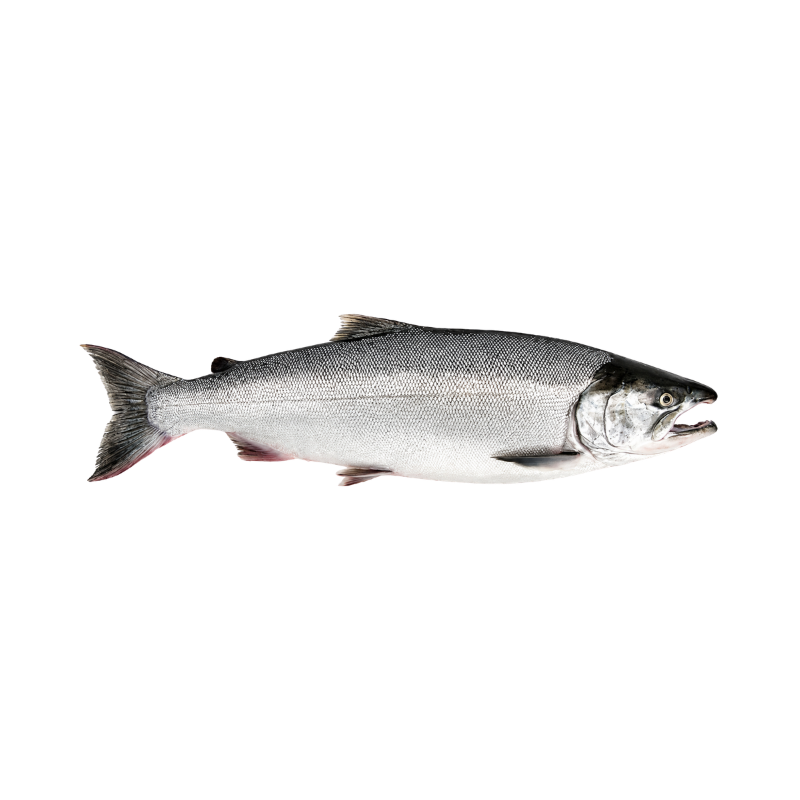 Salmón Chileno "Coho"