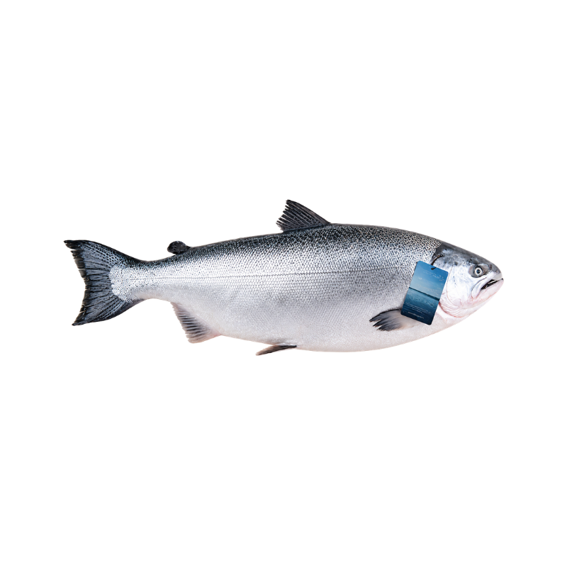 Salmón Ora King