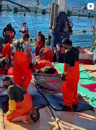 El Auténtico Sabor del Mar