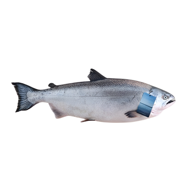 Salmón Ora King