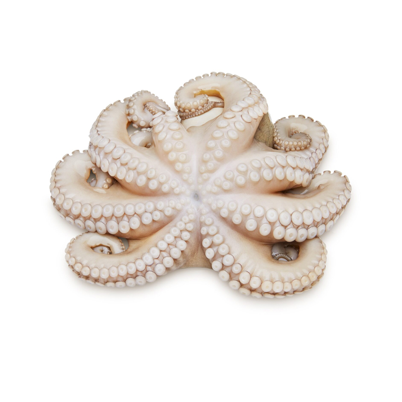 Pulpo Maya