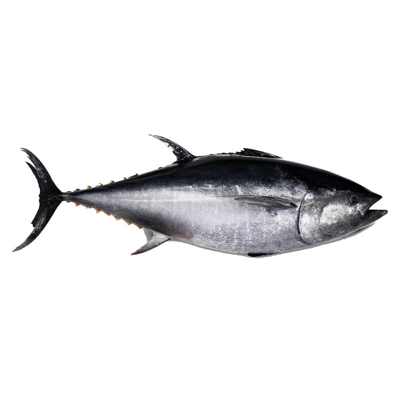 Atún Aleta Azul