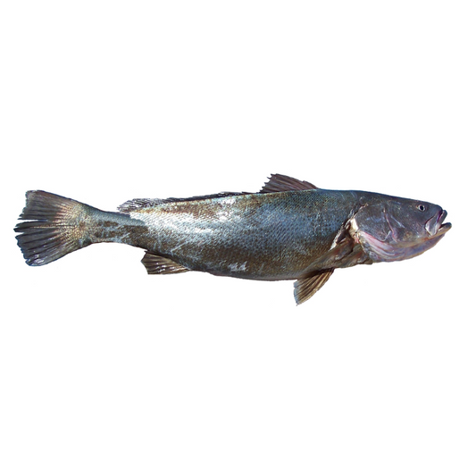 Totoaba Entera