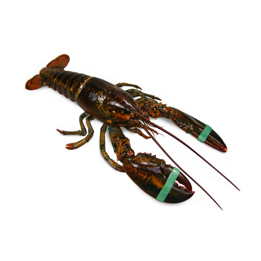 Langosta Bogavante Viva