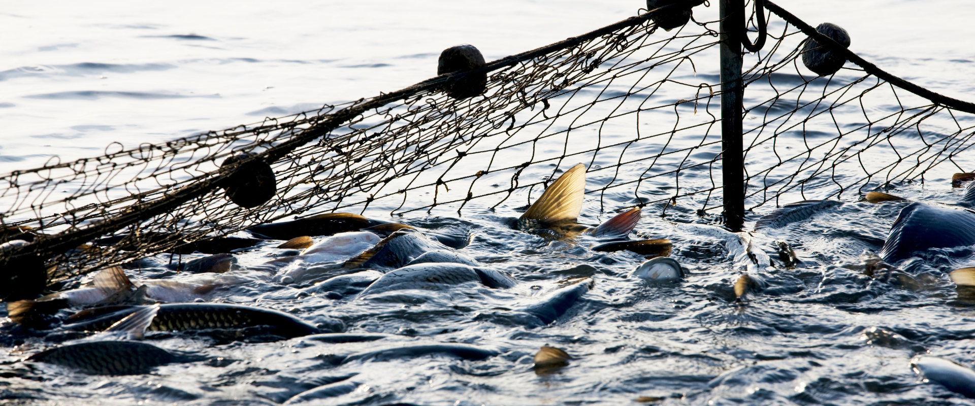 Pesca Sostenible en México