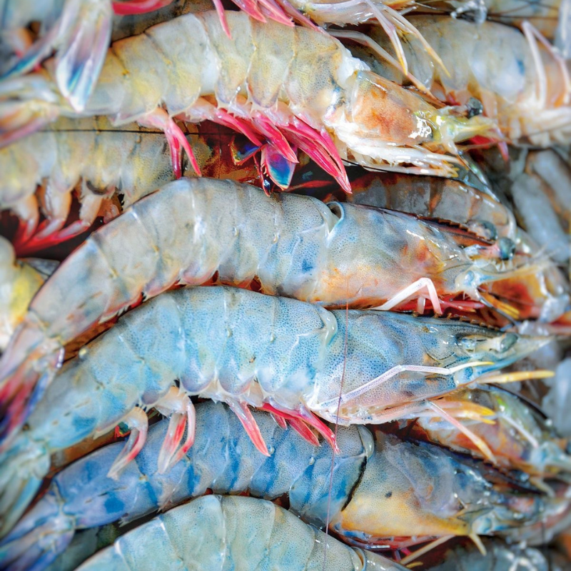 Camarones frescos exhibidos para venta en Monterrey
