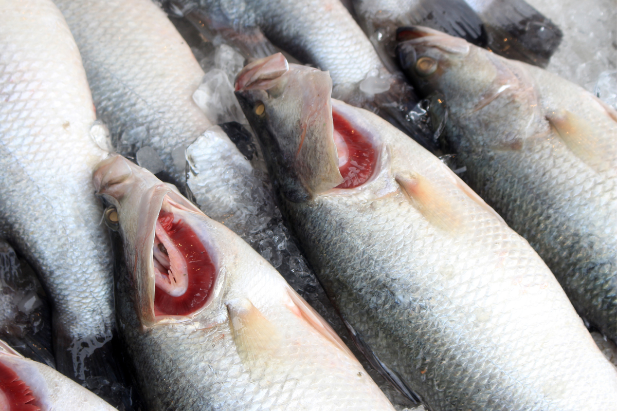 Curvina entero fresco listo para distribución en Monterrey