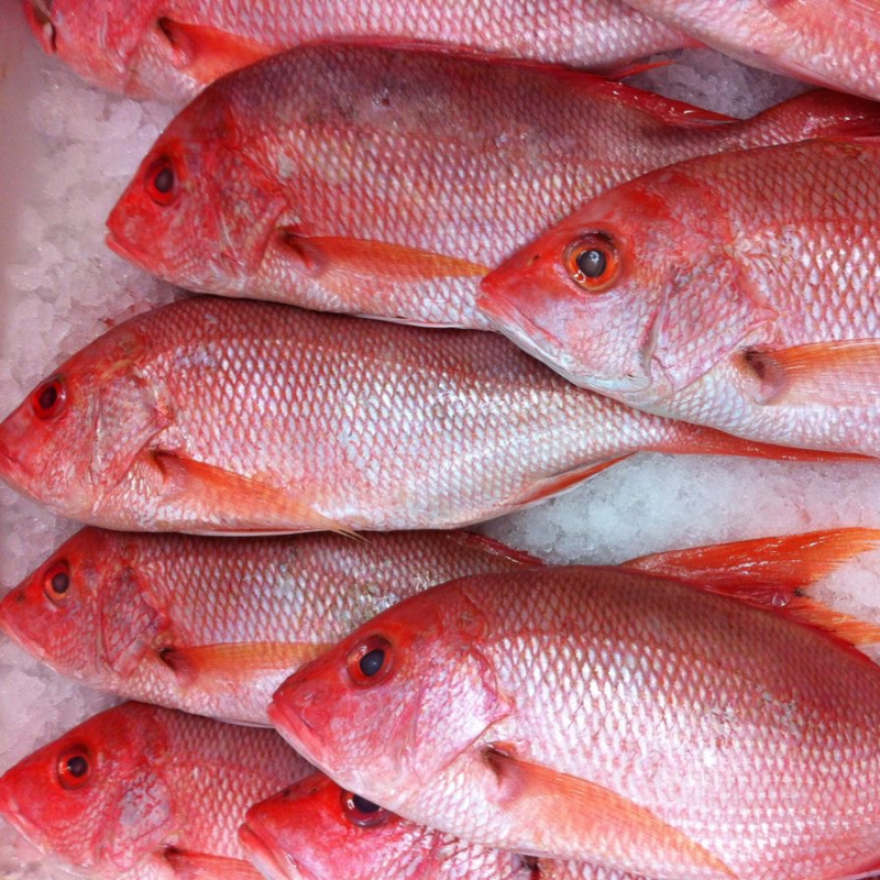 Huachinangos frescos sobre hielo listos para su venta en Monterrey