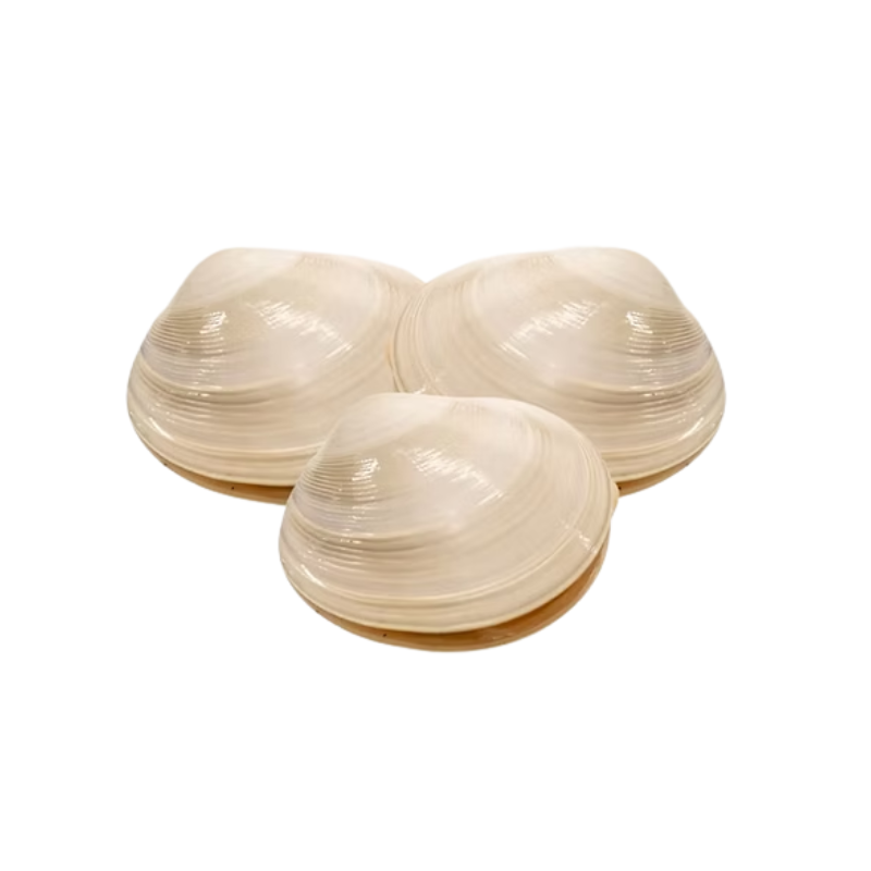 Almeja Mantequilla