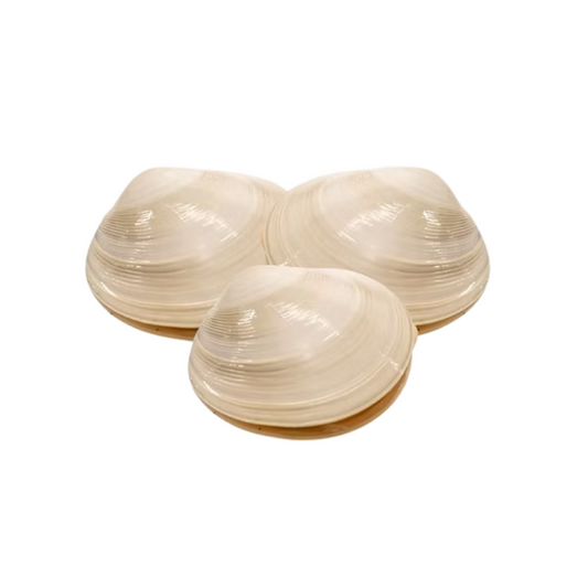 Almeja Mantequilla